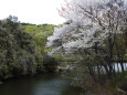 小渕橋と桜