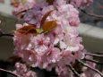 通り抜けの桜・黒田百年