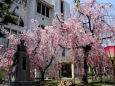 通り抜けの桜・紅枝垂