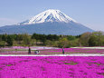 富士山と芝桜