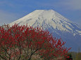 忍野八海の富士山