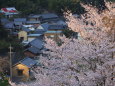 歌石の桜