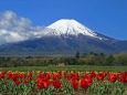 富士山とチューリップ