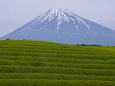 富士山と茶畑 2