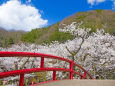 庄川水記念公園の桜