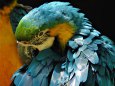 ルリコンゴウインコ