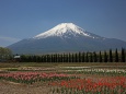 花の都公園からの富士山