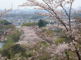 前田公園の桜2