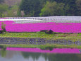 本栖湖リゾートの芝桜