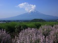 河口湖の富士山