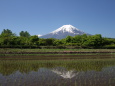 田んぼに逆さ富士