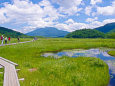 尾瀬ヶ原 緑の湿原を行く