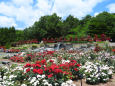 バラの季節-播磨中央公園