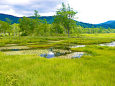 尾瀬 緑の湿原