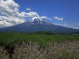 初夏の富士