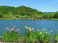 あやめ池公園