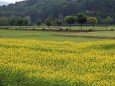 黄芥子の畑