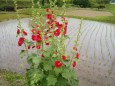 田植えが終わって