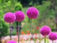 里山ガーデンの花
