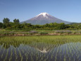 田んぼに映る富士山