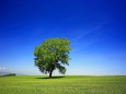 在りし日の「哲学の木」