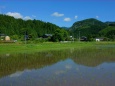 初夏山間の水田