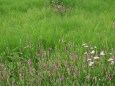 野の花