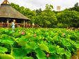 蓮池の風景