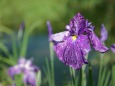 頼成の森 花菖蒲