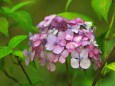 紫陽花「津江の小デマリ」