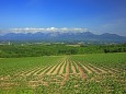 富良野 北の大地