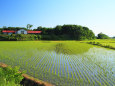 旧小学校と初夏の水田