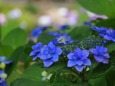 紫陽花「かまくら」