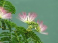 池の上に咲く合歓(ネム)の花