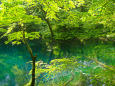 深緑の十二湖 沸壺の池