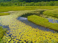 尾瀬ヶ原 夏の池塘