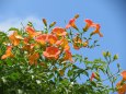 夏空の凌霄花(ノウゼンカズラ)