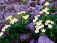 岩場に咲くハクサンイチゲ