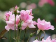 梅雨の薔薇・桜貝