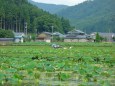 花が待ちどしい蓮田