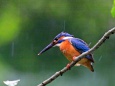 雨の日も子のために(カワセミ)