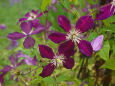 紫竹ガーデンのクレマチス