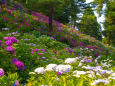 太閤山ランド紫陽花園