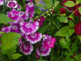 紫竹ガーデンに咲く花