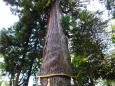 樹齢千百年の大杉