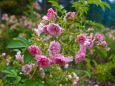 真鍋庭園のバラ