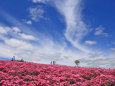 美瑛の夏21～ピンク色の丘