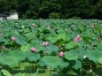 花蓮咲く圃場