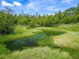 四十八池湿原のワタスゲ