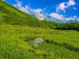 夏の鎌池湿原